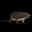 Spinning Rat logo